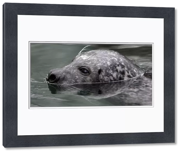 Hungary-Animal-Grey Seal