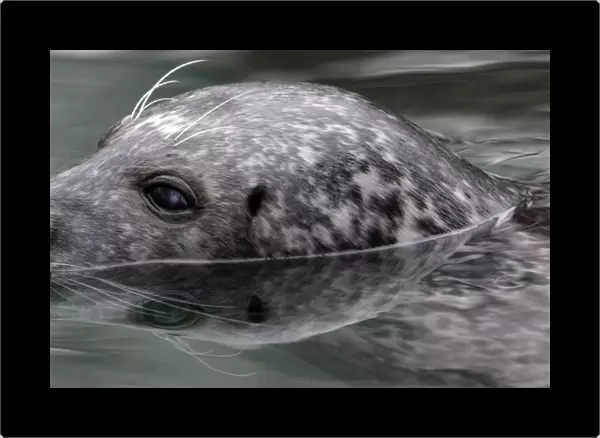 Hungary-Animal-Grey Seal