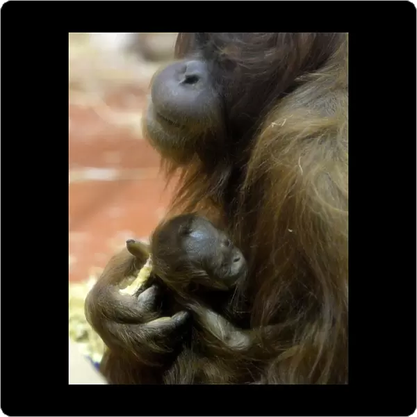 A new-born Orangutan (Pongo abelii) baby is held by her 12-year-old mother Jula