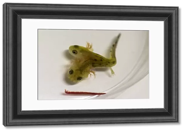 Israel-Animal-Science-Salamander