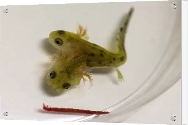 Israel-Animal-Science-Salamander