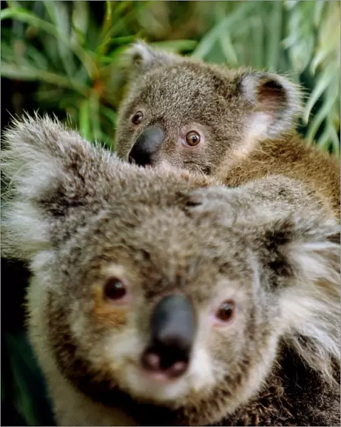 Australia-Animal-Koala
