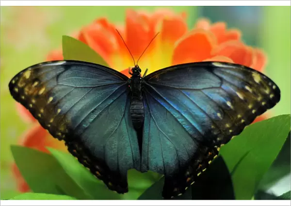 A Blue Morpho (Morpho Peleides) butterfly sits on a flower during a Butterflies exhibition