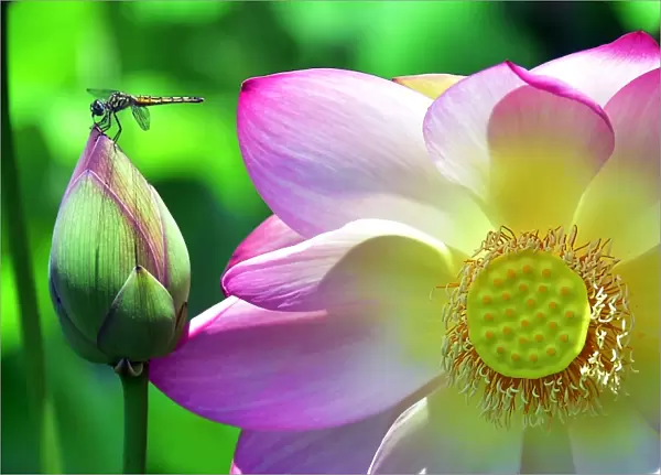 Us-Tourism-Nature-Dragonfly-Flowers