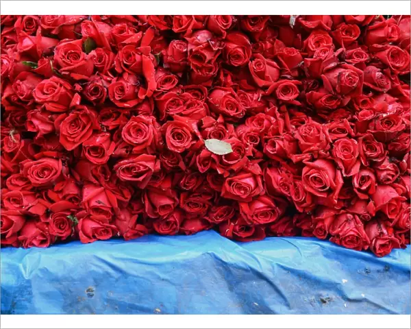 India-Society-Valentines-Roses