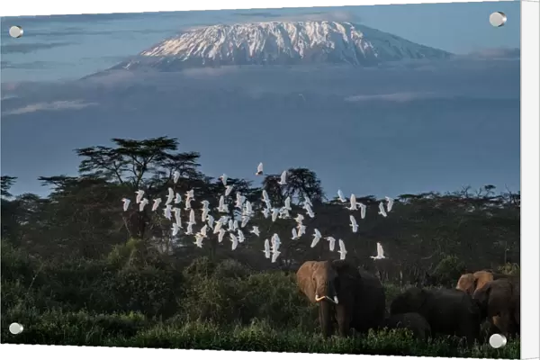 A general view of elephants grazing with a view of the snow-capped Mount Kilimanjaro in