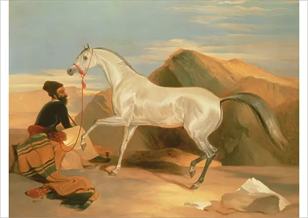 Arab Stallion (oil on canvas)
