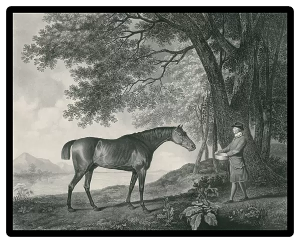 Sharke, engraved by George Townley Stubbs (1756-1815) pub. 1794 (etching)