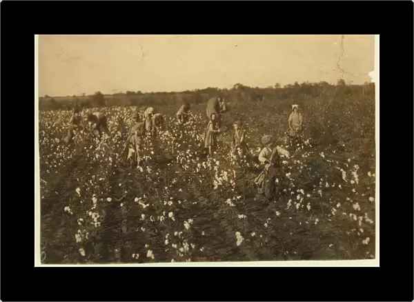 Family picking cotton near McKinney, Texas, 1913 (b  /  w photo)