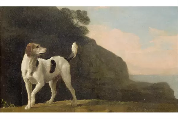 A Foxhound, c. 1760 (oil on paper laid on board)