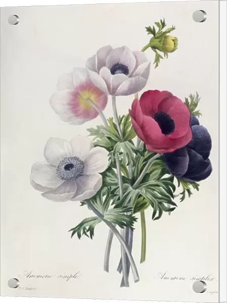 Anemone: Simple, from Les Choix des Plus Belles Fleurs
