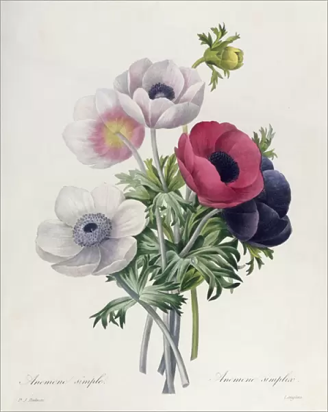 Anemone: Simple, from Les Choix des Plus Belles Fleurs