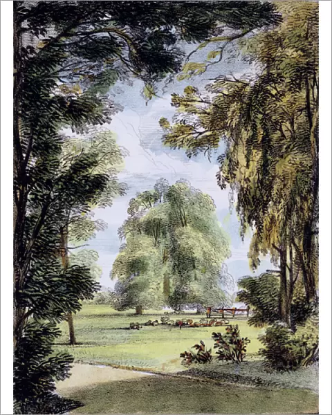 The Sister Trees, Kew Gardens, plate 8 from Kew Gardens: A Series of Twenty-Four