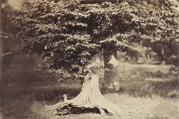 The Beech Tree, c. 1855-7 (b  /  w photo)