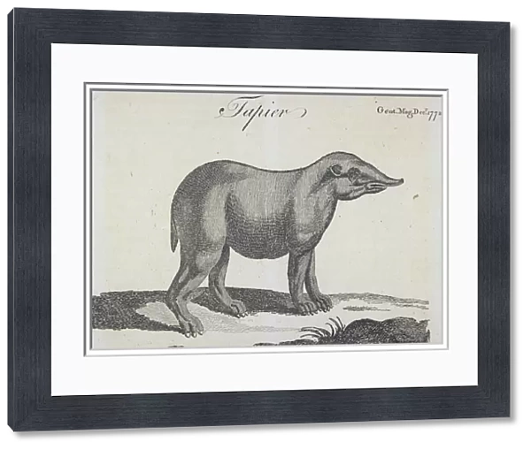 Tapir, from The Gentlemans Magazine, published in December 1772 (engraving)