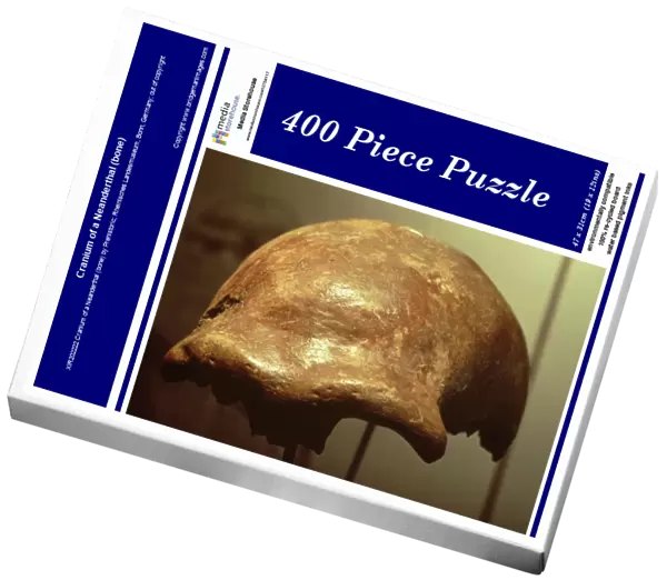 Cranium of a Neanderthal (bone)