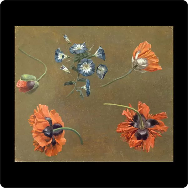 Poppies and Tradascanthus (oil on canvas)