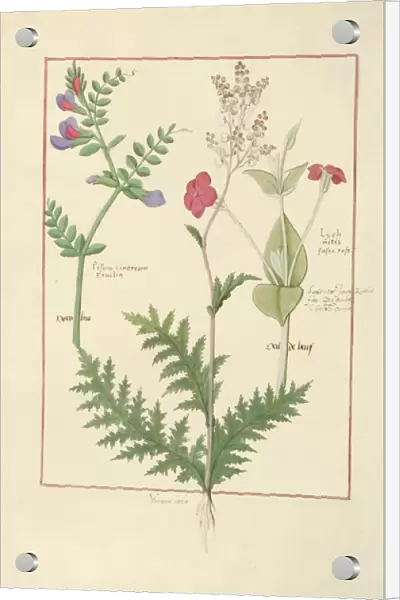 Ms Fr. Fv VI #1 fol. 136v Illustration from The Book of Simple Medicines