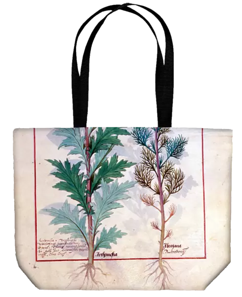 Ms Fr. Fv VI #1 fol. 120r Two varieties of Artemesia, illustration from The Book
