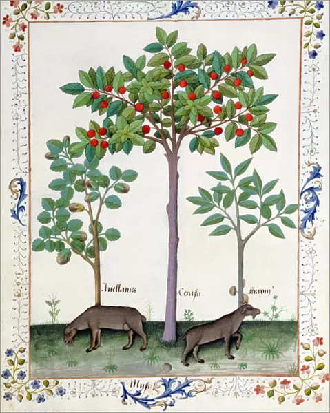 Ms Fr. Fv VI #1 fol. 162r Hazelnut Bush (left) and Cherry tree (centre), Illustration
