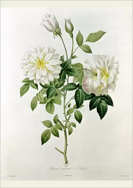 Aime Vibere (Tea) engraved by Eustache Hyacinthe Langlois (1777-1837) (coloured engraving)