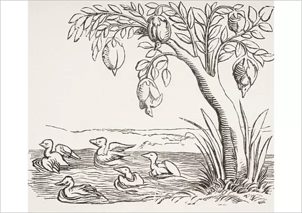 Barnacle Geese, after a woodcut in Cosmographie Universelle, 1552