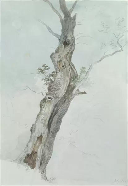 Tree Study, c. 1800-05 (w  /  c over graphite on paper)