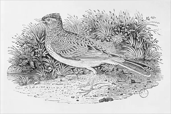 The Skylark (Alauda arvensis) from the History of British Birds Volume I, pub