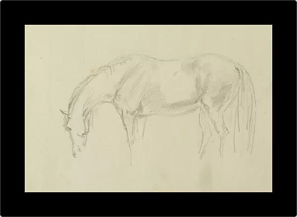 A horse grazing (graphite on paper)