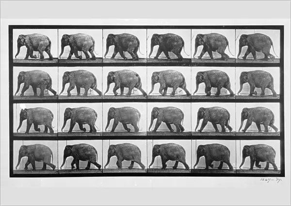 Elephant walking, plate 733 from Animal Locomotion, 1887 (b  /  w photo)