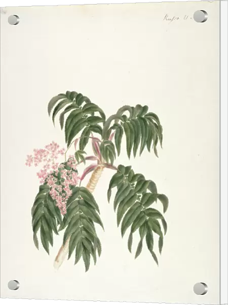 Cusso or Banbesia; Abyssinia (leaves and flowers) (w  /  c and gouache over graphite