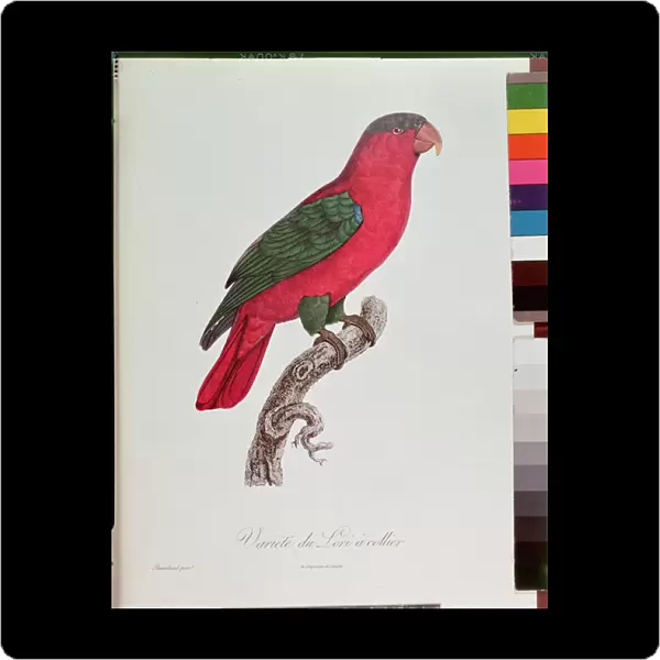 Parrot: Lory or Collared