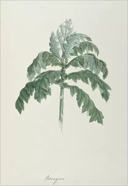 Maraqua, illustration from Forty-one Botanical Drawings with Notes (graphite, w  /  c