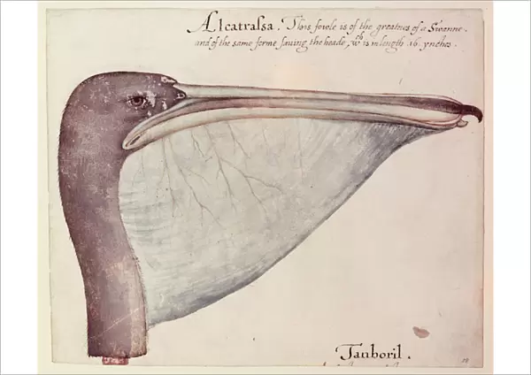 Pelican, c. 1590 (w  /  c on paper)