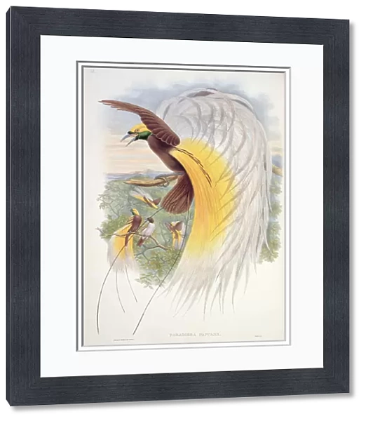 Bird of Paradise, from Birds of New Guinea (colour litho)