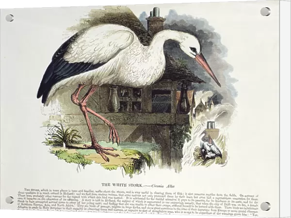 White Stork (Ciconia Alba) (colour litho)