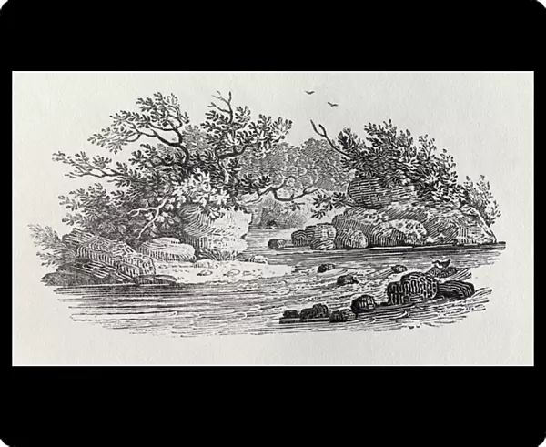 A Bend in the River from History of British Birds, Volume 2: Water Birds