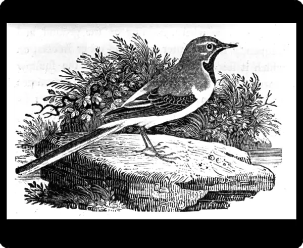 The Grey Wagtail, illustration from A History of British Birds by Thomas Bewick