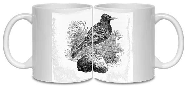 The Starling, illustration from The History of British Birds by Thomas Bewick