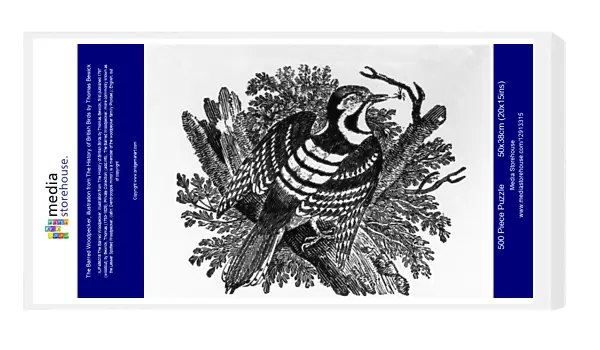 The Barred Woodpecker, illustration from The History of British Birds by Thomas Bewick