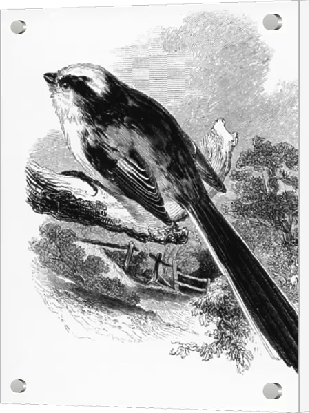 The Long-Tailed Tit, illustration from A History of British Birds by William Yarrell