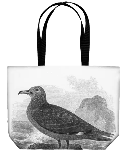The Common Skua, illustration from A History of British Birds by William Yarrell