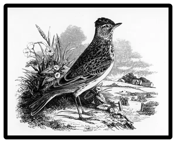 The Sky Lark, illustration from A History of British Birds by William Yarrell