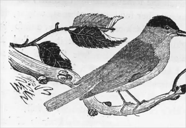The Black-Cap, illustration from A History of British Birds by Thomas Bewick