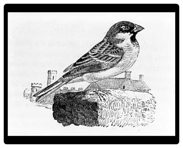 The House Sparrow, illustration from A History of British Birds, by Thomas Bewick