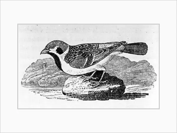 The Mountain Sparrow, illustration from A History of Birds by Thomas Bewick
