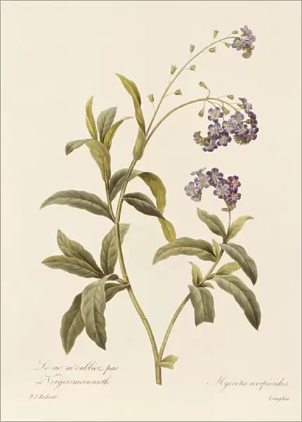 Forget-me-not (colour engraving)