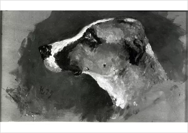 Head of a Dog with Short Ears, 1879