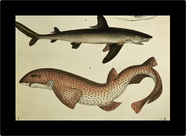 Lesser Spotted Dogfish, Pl. 93 from Naturgeschichte und Abbildung der Fische by H