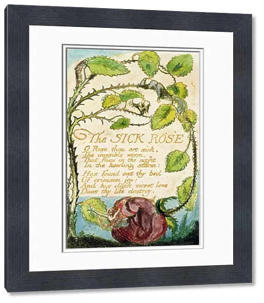 The Sick Rose, from Songs of Innocence (etching, ink & w  /  c)
